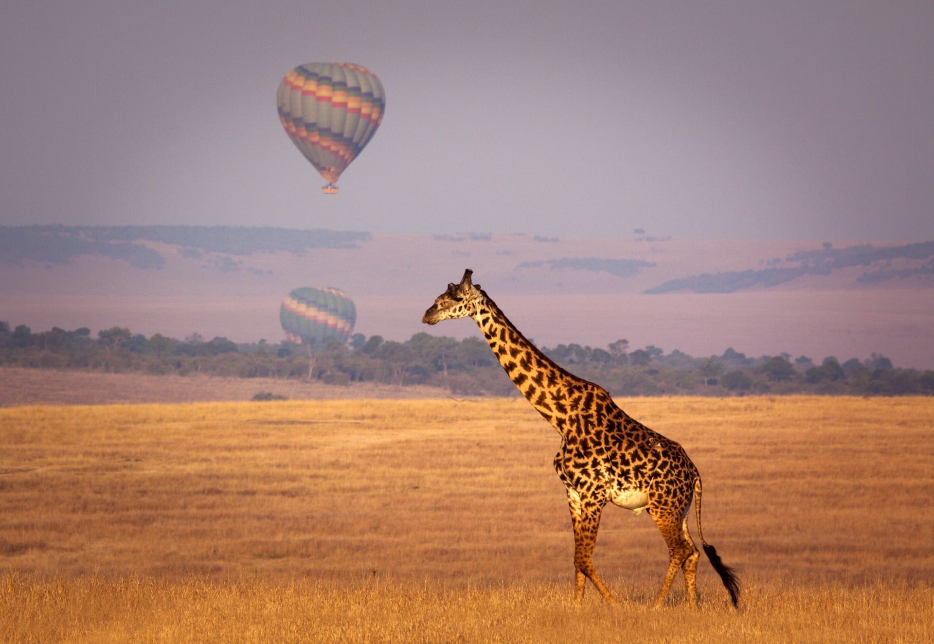Giraffe below a distant hot air balloon - Masai Mara
