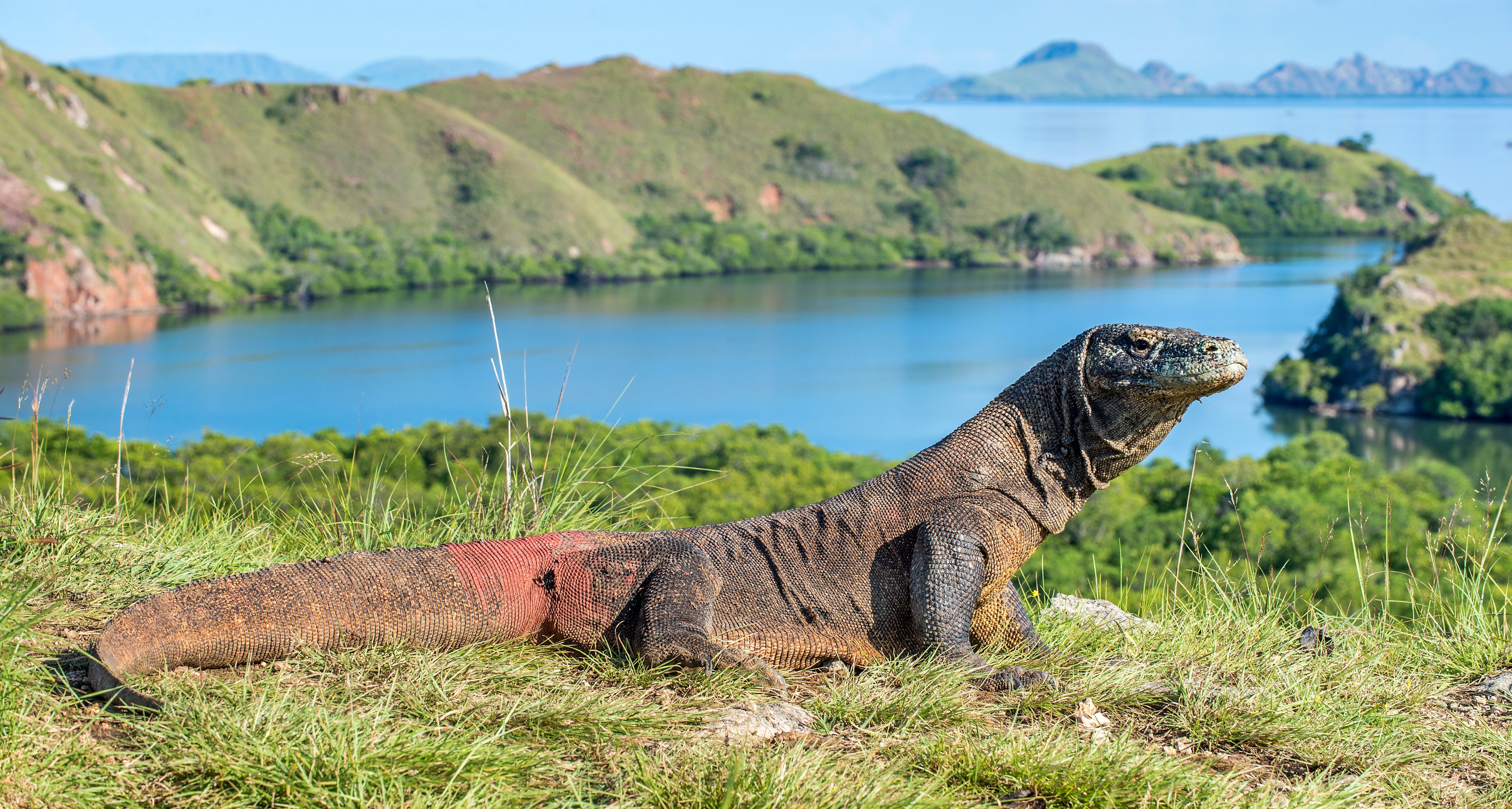 Komodo dragon